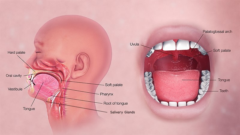 Chemotherapy and radiation therapy can affect various parts of the oral cavity, causing discomfort and complications.